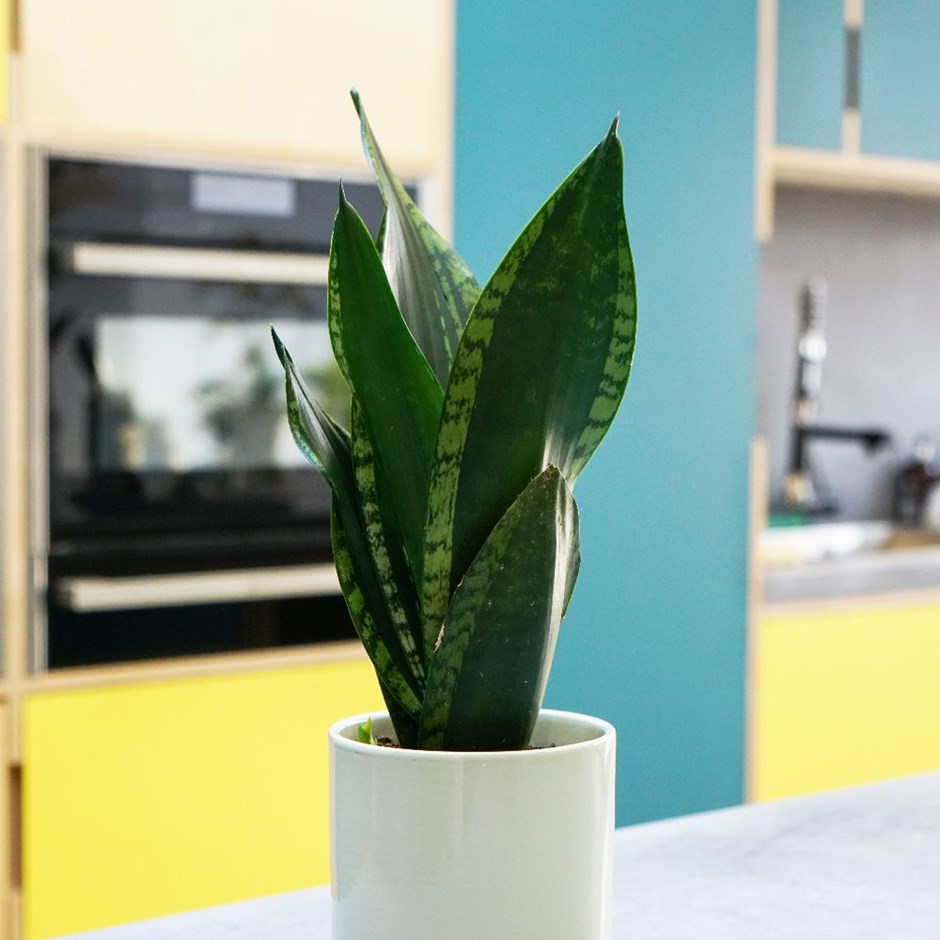Sansevieria trifasciata 'Silver Flame' 